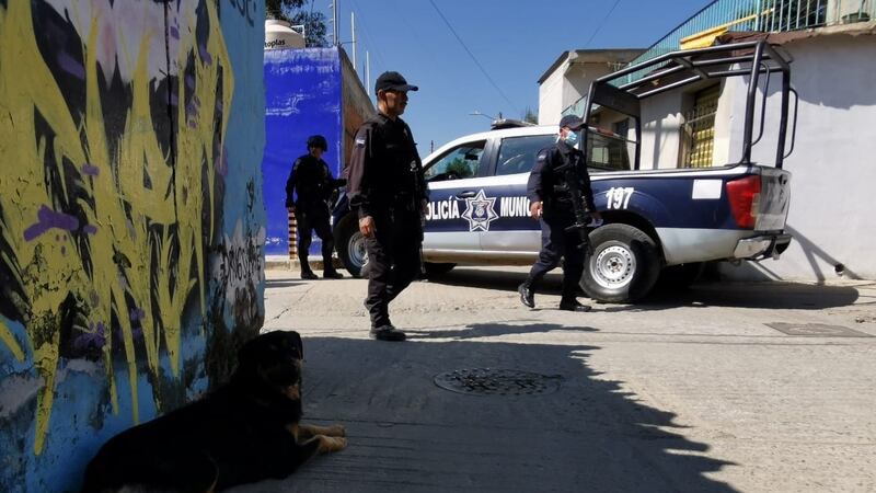 La Policía Municipal de Oaxaca de Juárez detuvieron al perro que llevaba un brazo humano,...