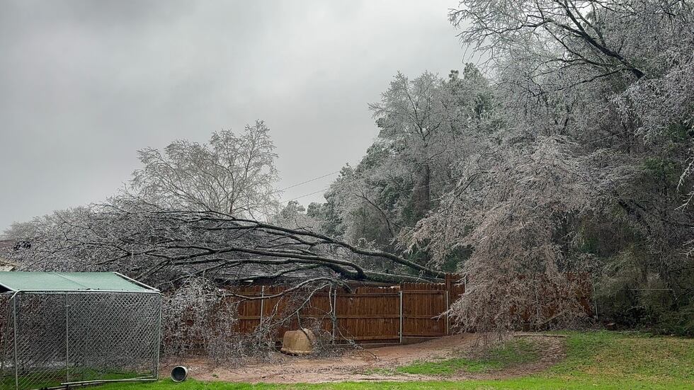 Las condiciones heladas provocan la caída de un árbol en Sherra Street en Tyler.